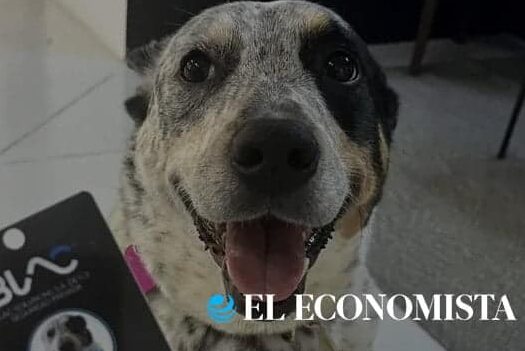 Perro con collar y etiqueta de rastreo satelital Blac.